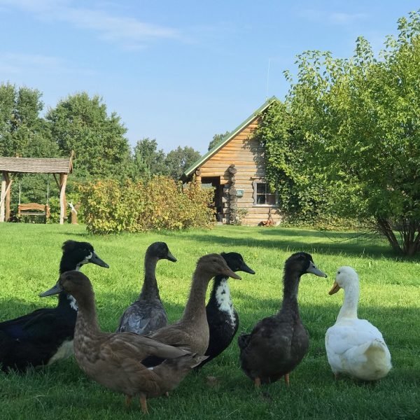 Edukacinė sodyba VĖJŲ FĖJA (1)