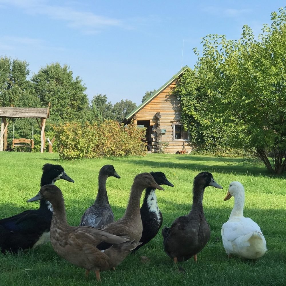 Edukacinė sodyba VĖJŲ FĖJA (1)_1