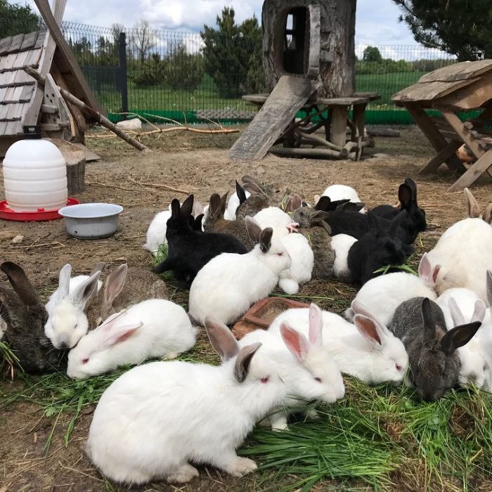 Edukacinė sodyba VĖJŲ FĖJA